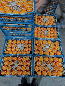 WhatsApp-Image-2025-06-10-at-02.19.23_96b494a6-225x300 (1)